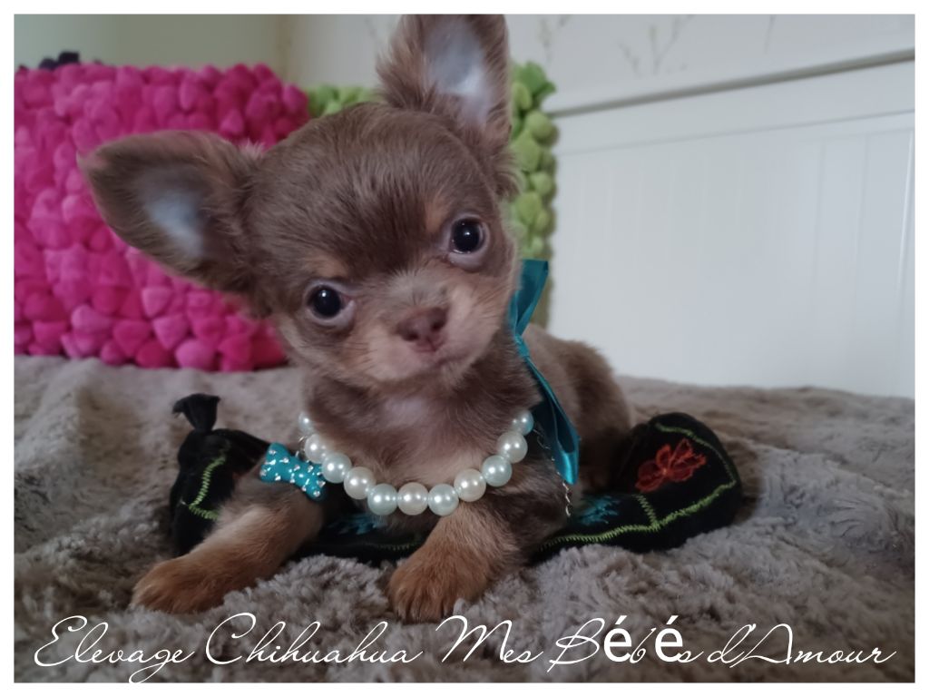 chiot Chihuahua Mes Bébés D'Amour