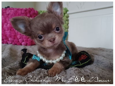 Mes Bébés D'Amour - Chihuahua - Portée née le 27/04/2023