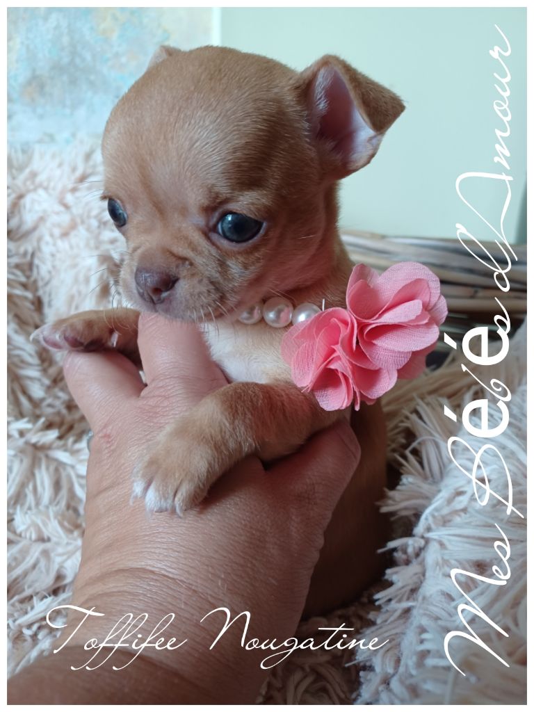 Mes Bébés D'Amour - Chiot disponible  - Chihuahua